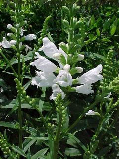 White flowers in bloom in garden