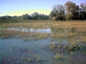 Duck millet in pond setting
