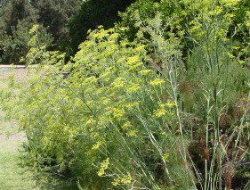 Fennel