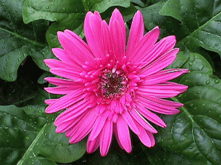 Pink flower from a gerbera plant