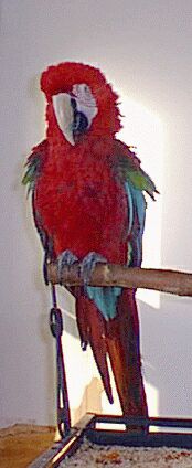 Green wing Macaw on perch - Gomez