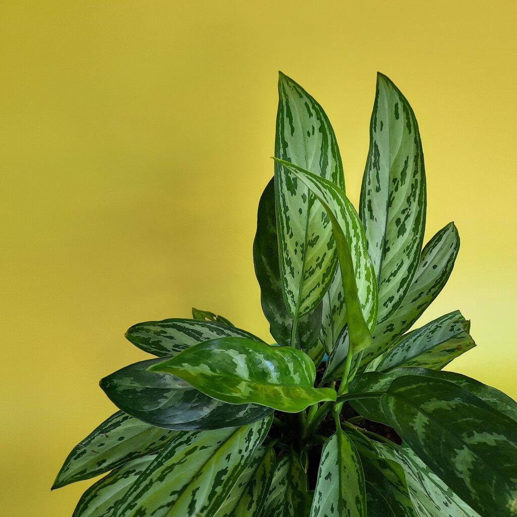 Chinese Evergreen plant in pot