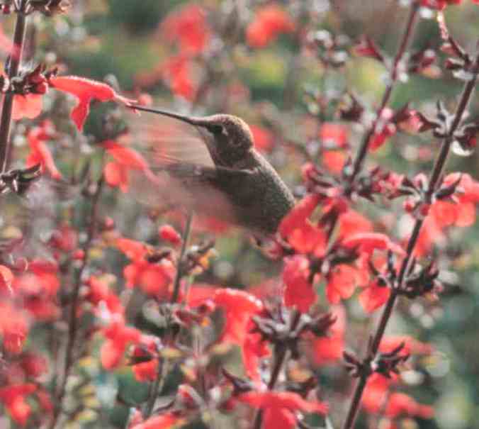 Hummingbird sucking nectar from red flower in wild