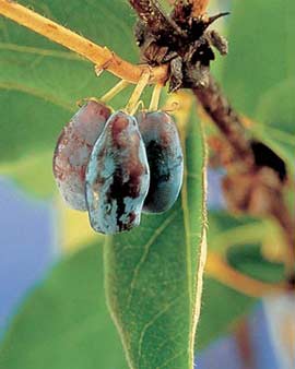 Honeyberry fruit on tree ready for harvest