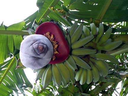 Blue Java Banana tree fruit almost ready for harvest