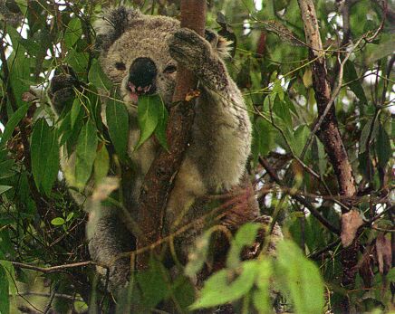 Koala bear in eucalyptus tree
