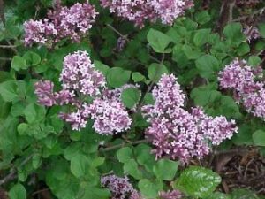 Lilac bush in bloom with purple flowers