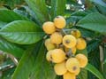 Loquat