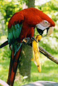 Green wing Macaw eating a banana