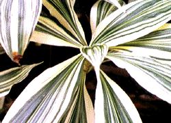 Verigated Maize leaves