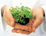Micro greens being held in palm by person