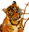 Tiger biting branch, logo for Exotic Edibles