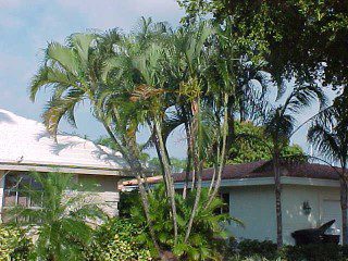 Areca palm growing in someone's front yard