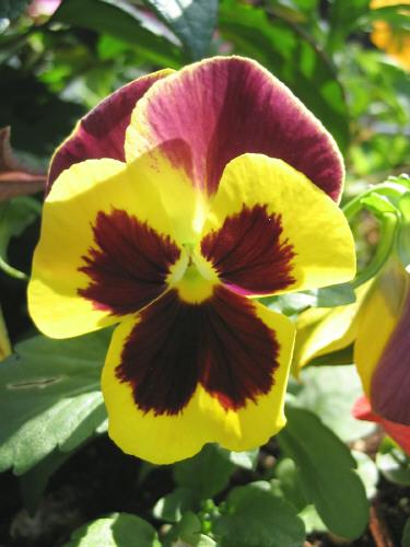Pansy bloom growing in garden