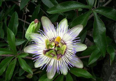 Passiflora Cerulea3