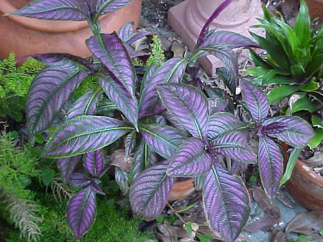 Persian Shield plant with purple foliage in container in garden