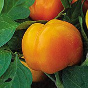 Pimento fruit, ripe on the tree ready to harvest