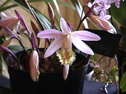 Pleione