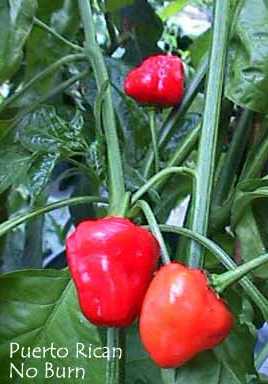 Puerto Rican no burn peppers, ripe on the plant