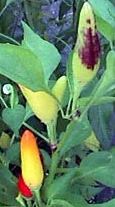 purria pepper in bloom, hot pepper plant
