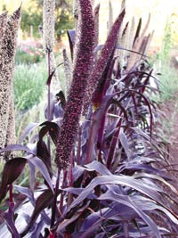 Purple millet seed head in bloom