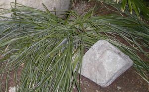 Queens tears house plant growing in wild