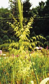Wild rice stalk in field