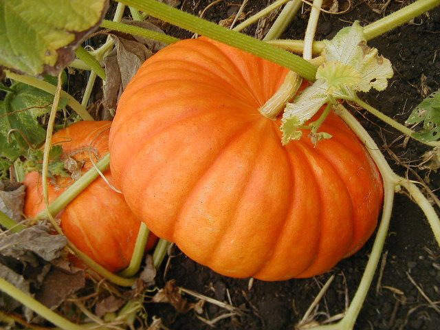 Pumpkin fruit, ripe and ready for picking