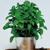 Stevia plant in pot, full vegetation