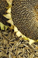 Sunflower seed head ready for harvest
