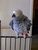 African Grey Parrot - Teewee