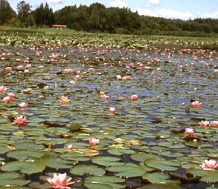 Water Lily Mat