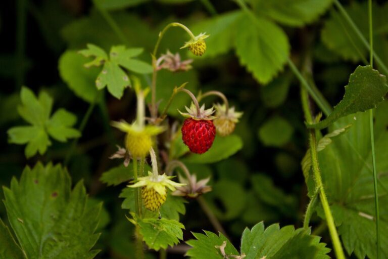 Wild apline strawberry fruit on vine in garden