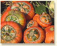 Winter Squash assortment of ripe fruits